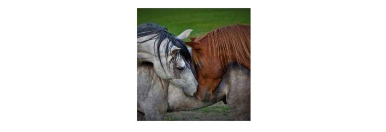 National Champpionship og International C Show